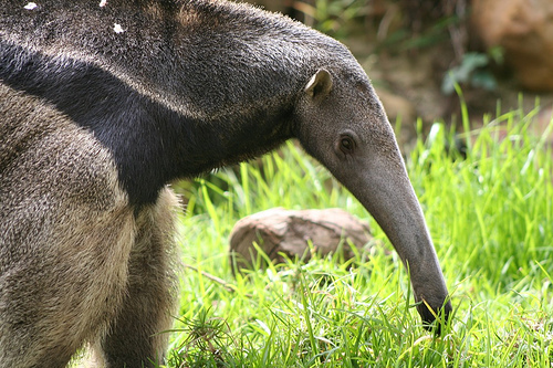 anteater | Tacky Harper's Cryptic Clues anteater | Tacky Harper's Cryptic Clues