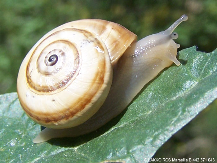 snail