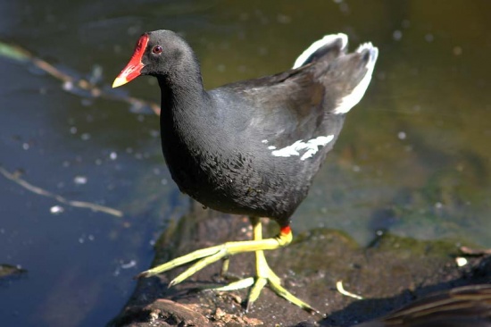 Moorhen!
