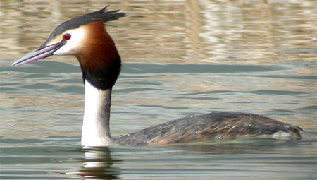 Grebe
