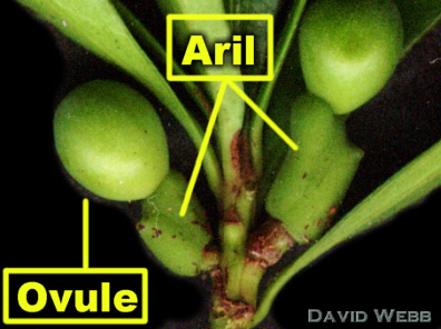 Aril Aril