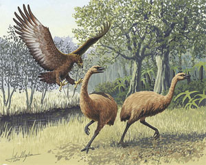 Moa