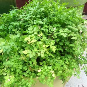 Chervil