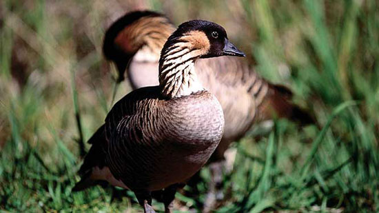 Nene goose