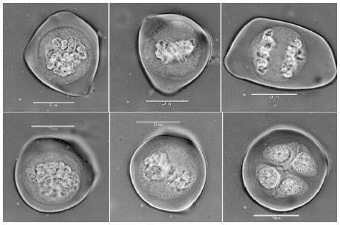 Meiosis | Tacky Harper's Cryptic Clues