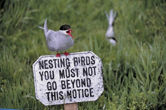 A tern sits on a sign that reads: Nesting birds, you must not go beyond this notice.