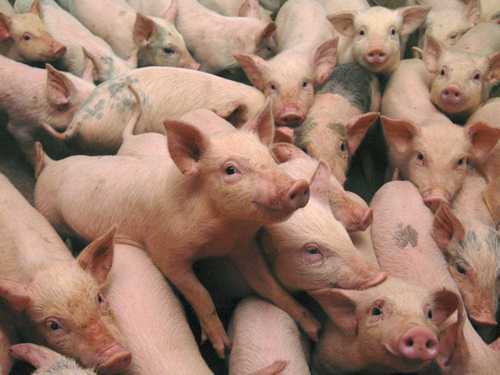 Cute pigs | Tacky Harper's Cryptic Clues Cute pigs | Tacky Harper's Cryptic Clues
