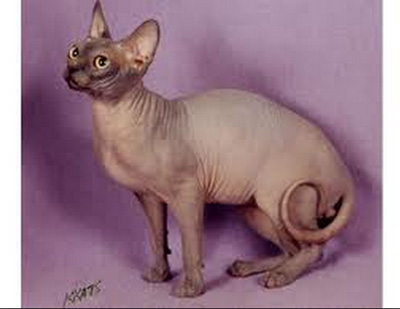Sphynx cat | Tacky Harper's Cryptic Clues Sphynx cat | Tacky Harper's Cryptic Clues