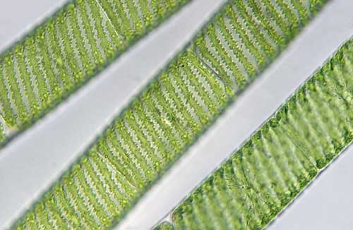 Spirogyra | Tacky Harper's Cryptic Clues Spirogyra | Tacky Harper's Cryptic Clues