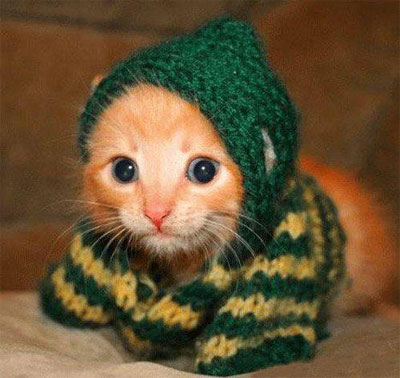 Cat wearing a sweater | Tacky Harper's Cryptic Clues Cat wearing a sweater | Tacky Harper's Cryptic Clues