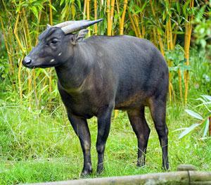 Anoa | Tacky Harper's Cryptic Clues Anoa | Tacky Harper's Cryptic Clues