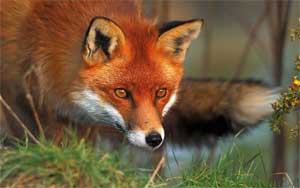 Fox | Vulpine | Tacky Harper's Cryptic Clues Fox | Vulpine | Tacky Harper's Cryptic Clues
