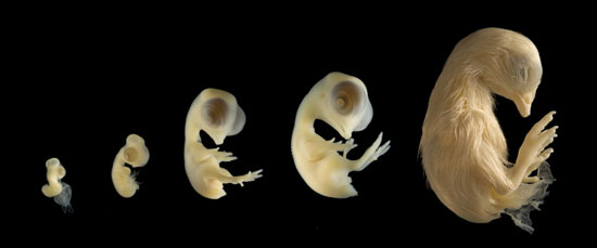 embryonic chicken | amniote | Tacky Harper's Cryptic Clues embryonic chicken | amniote | Tacky Harper's Cryptic Clues