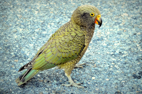 kea parrot | Tacky Harper's Cryptic Clues kea parrot | Tacky Harper's Cryptic Clues