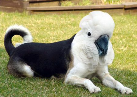 cockatoo dog Photoshop | Tacky Harper's Cryptic Clues cockatoo dog Photoshop | Tacky Harper's Cryptic Clues