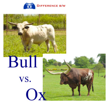 bull vs ox | Tacky Harper's Cryptic Clues bull vs ox | Tacky Harper's Cryptic Clues