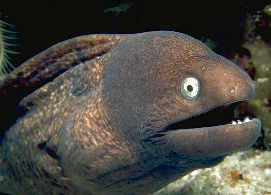 eel | Tacky Harper's Cryptic Clues eel | Tacky Harper's Cryptic Clues