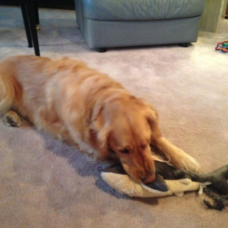 Hank and shark | Tacky Harper's Cryptic Clues Hank and shark | Tacky Harper's Cryptic Clues