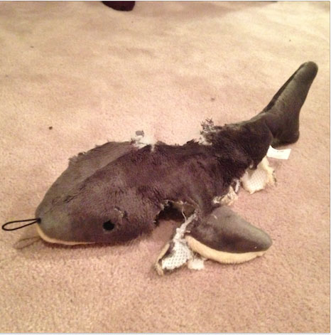 the shark lost | Tacky Harper's Cryptic Clues the shark lost | Tacky Harper's Cryptic Clues