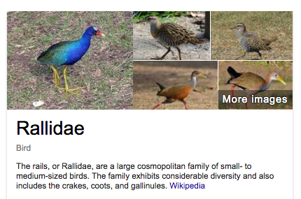 rail (bird) | Tacky Harper's Cryptic Clues rail (bird) | Tacky Harper's Cryptic Clues