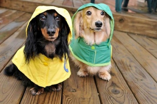 doxies | Tacky Harper's Cryptic Clues doxies | Tacky Harper's Cryptic Clues