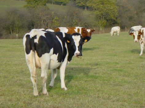 cow butt | Tacky Harper's Cryptic Clues cow butt | Tacky Harper's Cryptic Clues