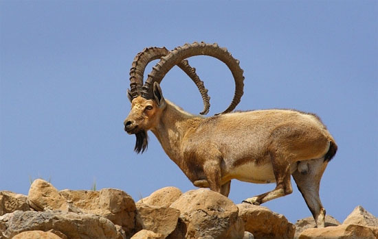 ibex | Tacky Harper's Cryptic Clues ibex | Tacky Harper's Cryptic Clues