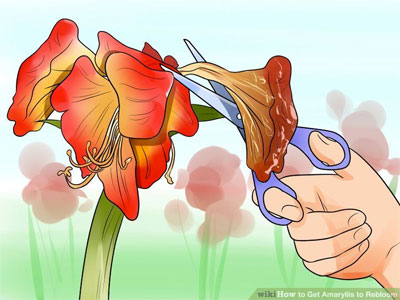 amaryllis cut by scissors | Tacky Harper's Cryptic Clues amaryllis cut by scissors | Tacky Harper's Cryptic Clues