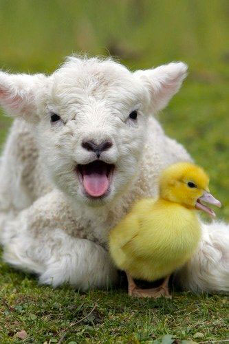cute lamb and ducky | Tacky Harper's Cryptic Clues cute lamb and ducky | Tacky Harper's Cryptic Clues